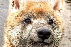 开云体育app-银箭破红，皮亚斯特里领衔迈凯伦开启颠覆性时代