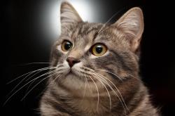 开云体育APP下载-恩比德50分惊艳却成孤独华章，尼克斯团队轻取太阳诠释篮球真谛