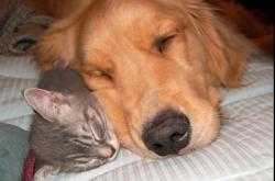 开云体育入口-布鲁克林之夜与天山之巅，当篮网加时鏖战新疆队，锡安那一记跨越平行宇宙的制胜球