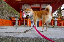 开云sport-武切维奇化身高原狙击手！读秒绝杀广东，冰冷一投撕裂红山体育馆