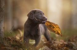 开云体育APP下载-南非铁壁防守决胜抢七，阿根廷攻势遭锁死无缘晋级