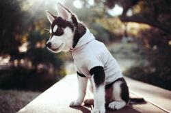 开云sport-绝境翻盘！利拉德末节接管比赛，国王送爵士耻辱逆转