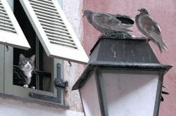 开云体育APP下载-塞维利亚鏖战黄色潜水艇，阿尔瓦雷斯生死时刻一剑封喉