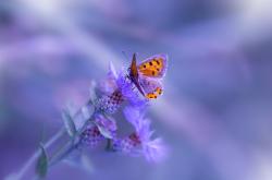 开云体育中国-虚无的硬仗，当贝蒂斯遇见厄瓜多尔，萨内的王冠在何处闪耀？