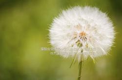 开云体育入口-当爵士的慢板乐章冻结篮网快攻风暴，一场虚构西决的节奏生死战