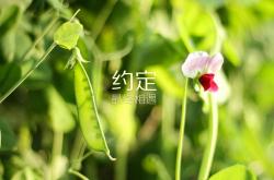 开云体育-冰与火之歌，奇才的战术棋盘与利拉德封神之夜