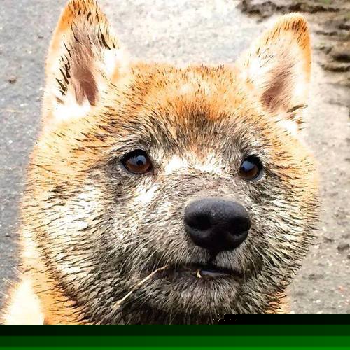 银箭破红,皮亚斯特里领衔迈凯伦开启颠覆性时代