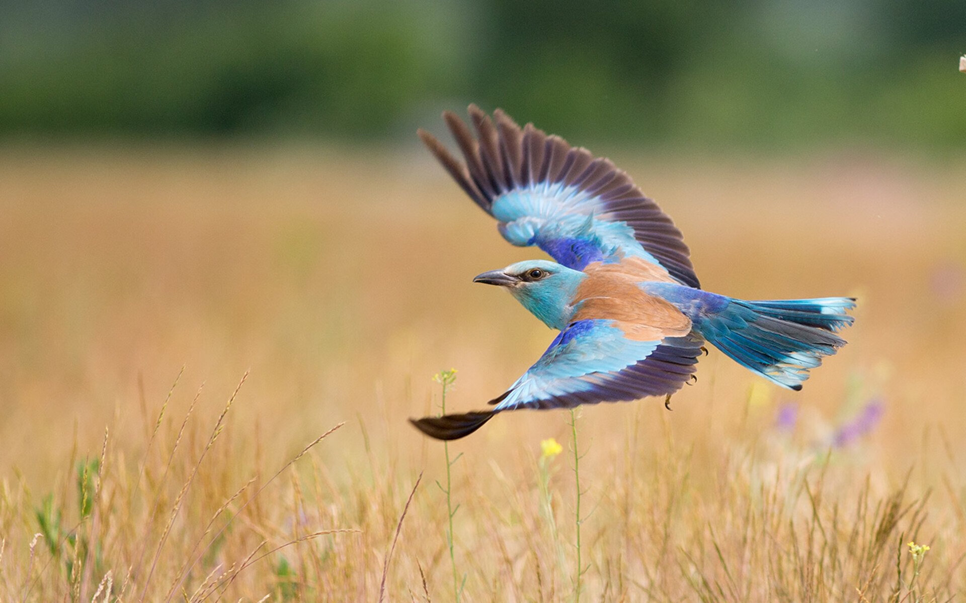 从纽约到伦敦，蒂姆用大满贯级胜利完成对自我的超越