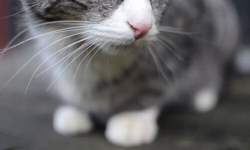 温网碾压戴维斯杯,蒂姆关键制胜背后的网球叙事