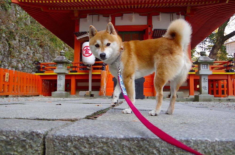 从柏林到成都,当森林在远方呼啸,孤峰正扛起整片天空