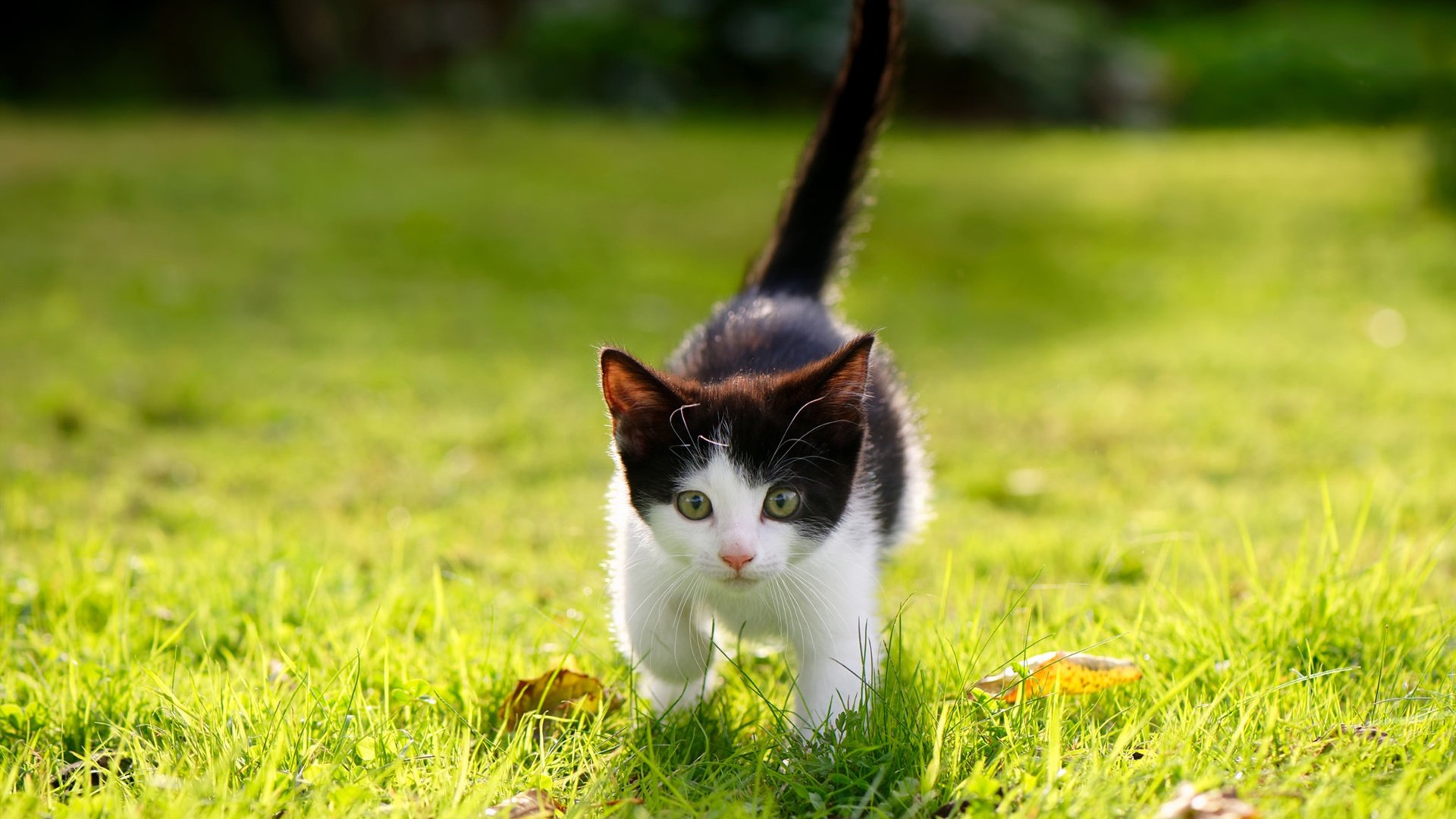 维斯塔潘神级演出点燃赛场，迈凯伦绝境逆转哈斯车队