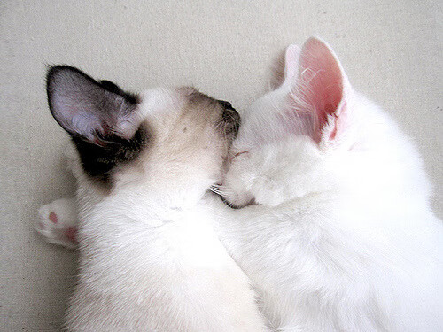 凯恩的终末回响,当神射手在奥斯陆雪夜校准命运准星