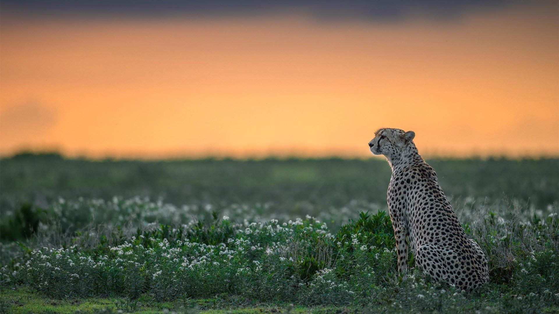 黄金雨与天山雪,当东契奇的火热照亮新疆速胜之夜