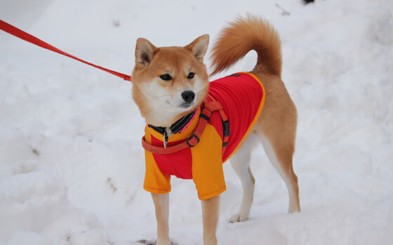节奏为王，从西甲德比到橙色风暴，足球哲学的双重奏
