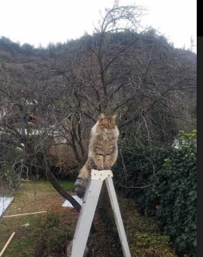 拒绝加时！小贾伦一剑封喉，热火主场擒鹰