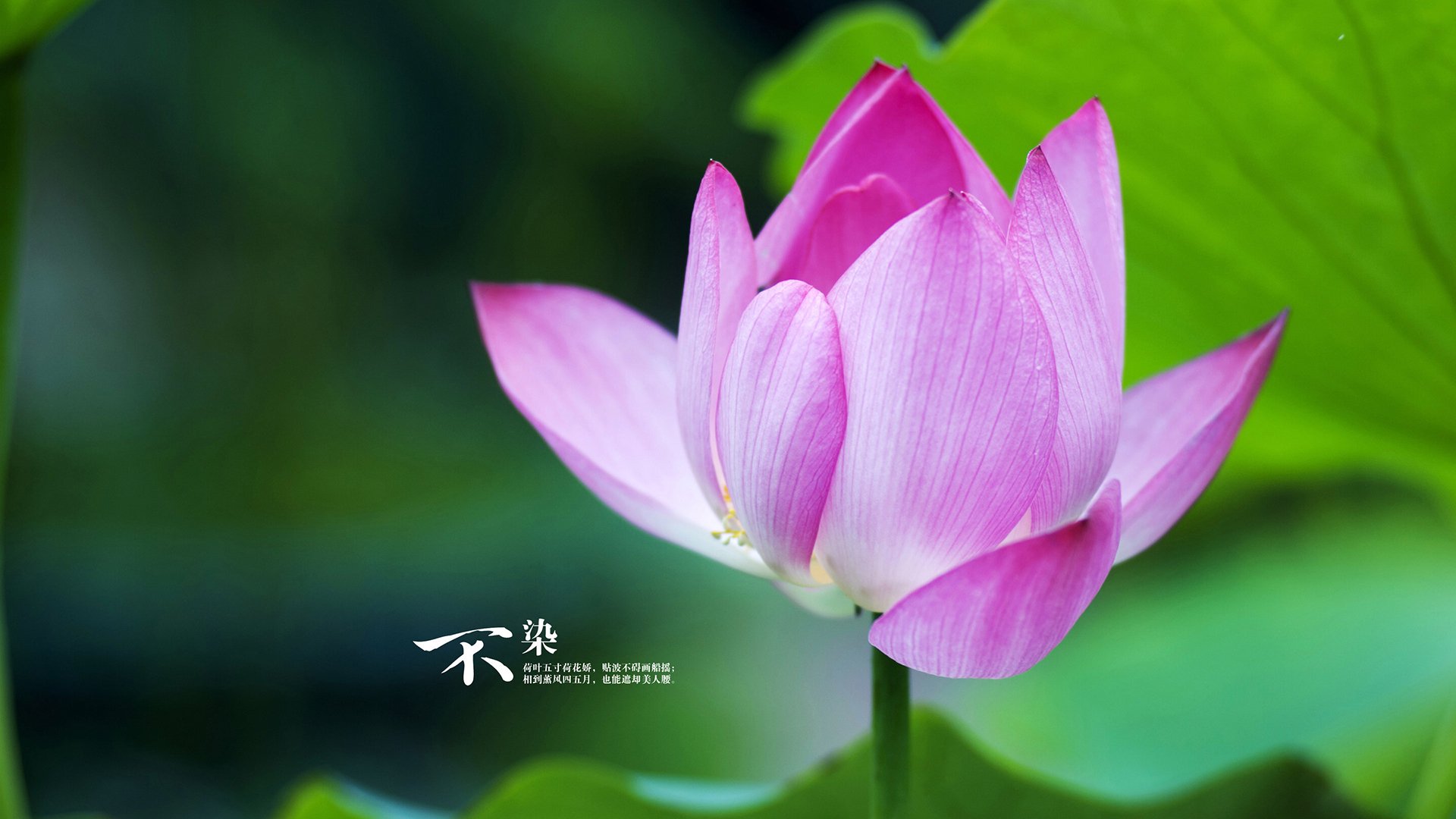 时空裂缝下的绿茵童话，恩佐的锁链与米兰的红色逆流