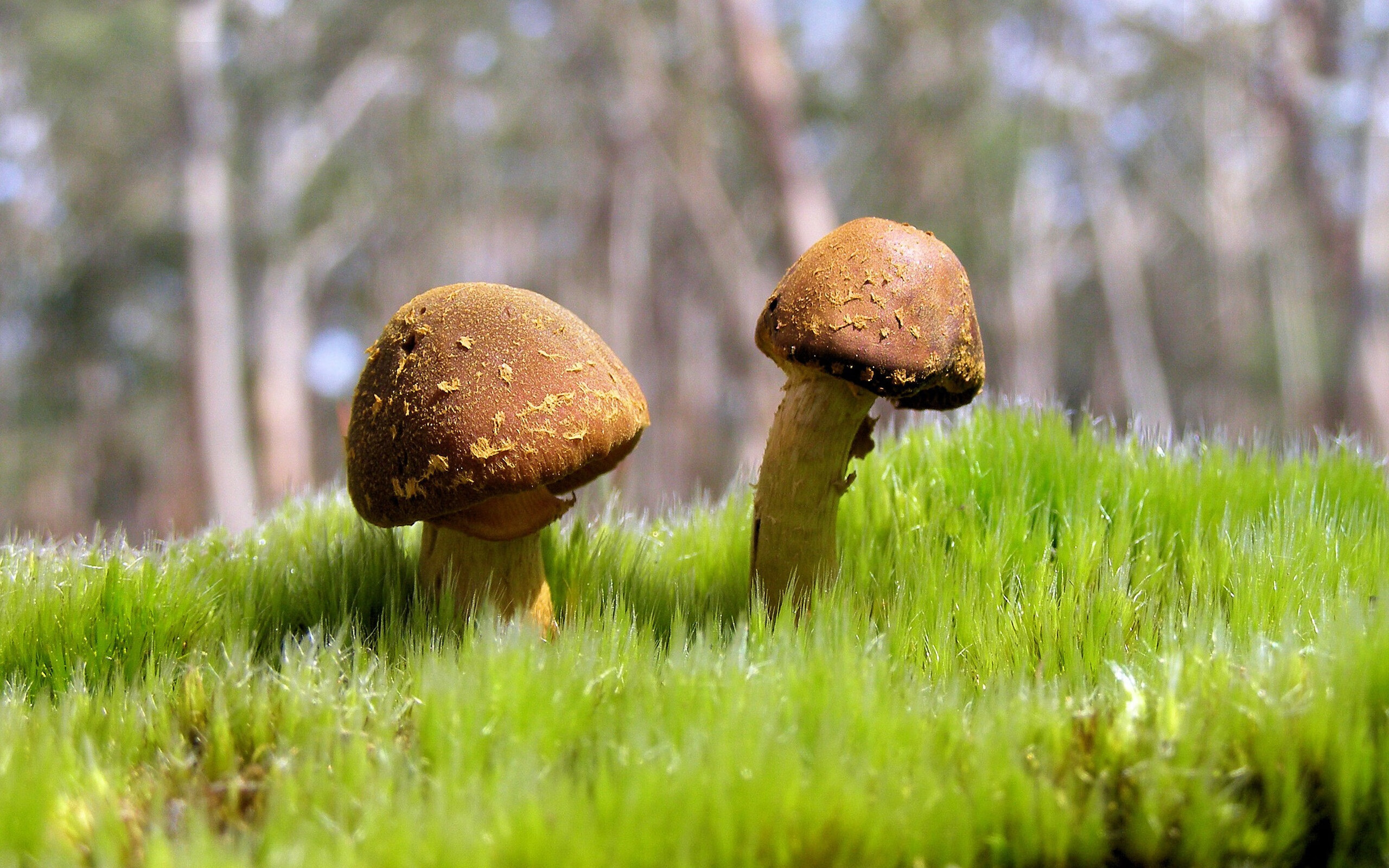 总决赛的隔空对话,当戈贝尔的欧洲之夜,照亮热火的达拉斯征途