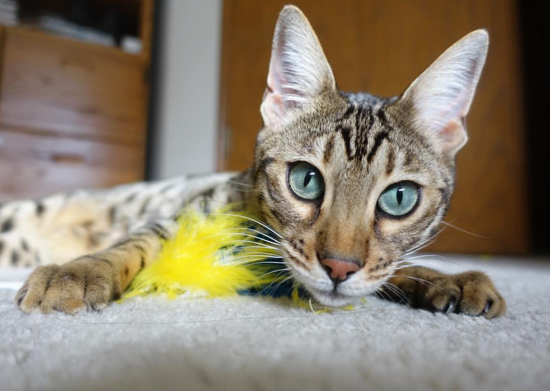 战术的博弈与速度的征服，北京队篮球智慧与英格拉姆F1揭幕战传奇