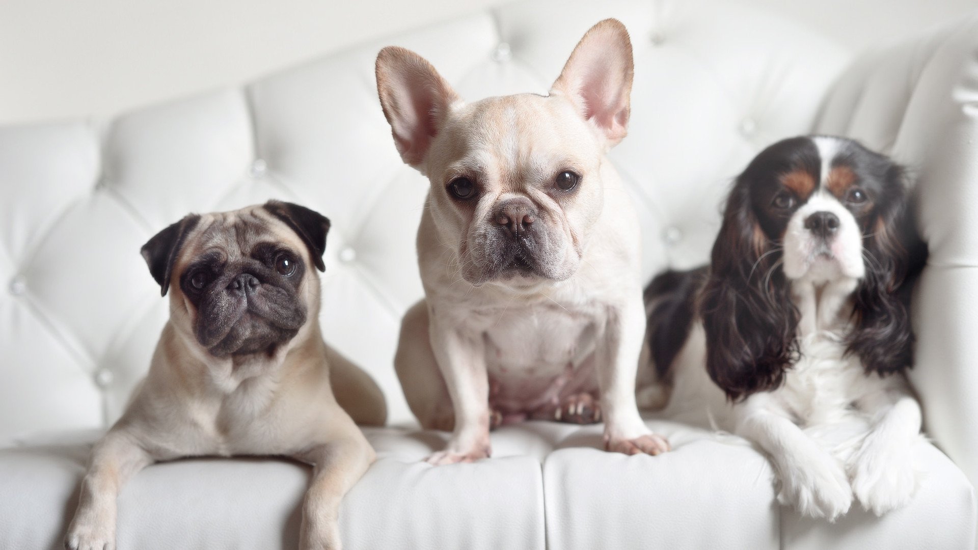 决战时刻的逆袭!雷恩压哨绝杀突尼斯,世界排名争夺战再起波澜