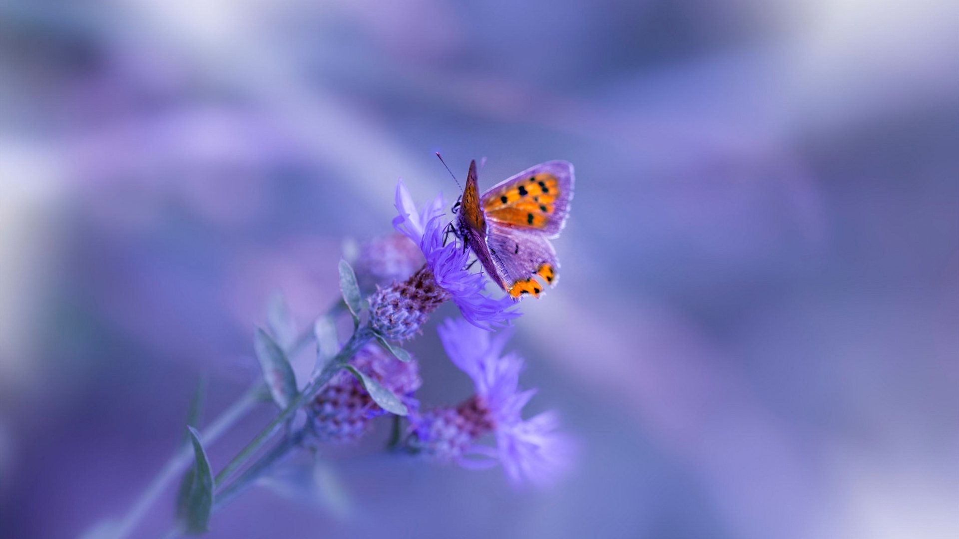 虚无的硬仗,当贝蒂斯遇见厄瓜多尔,萨内的王冠在何处闪耀?