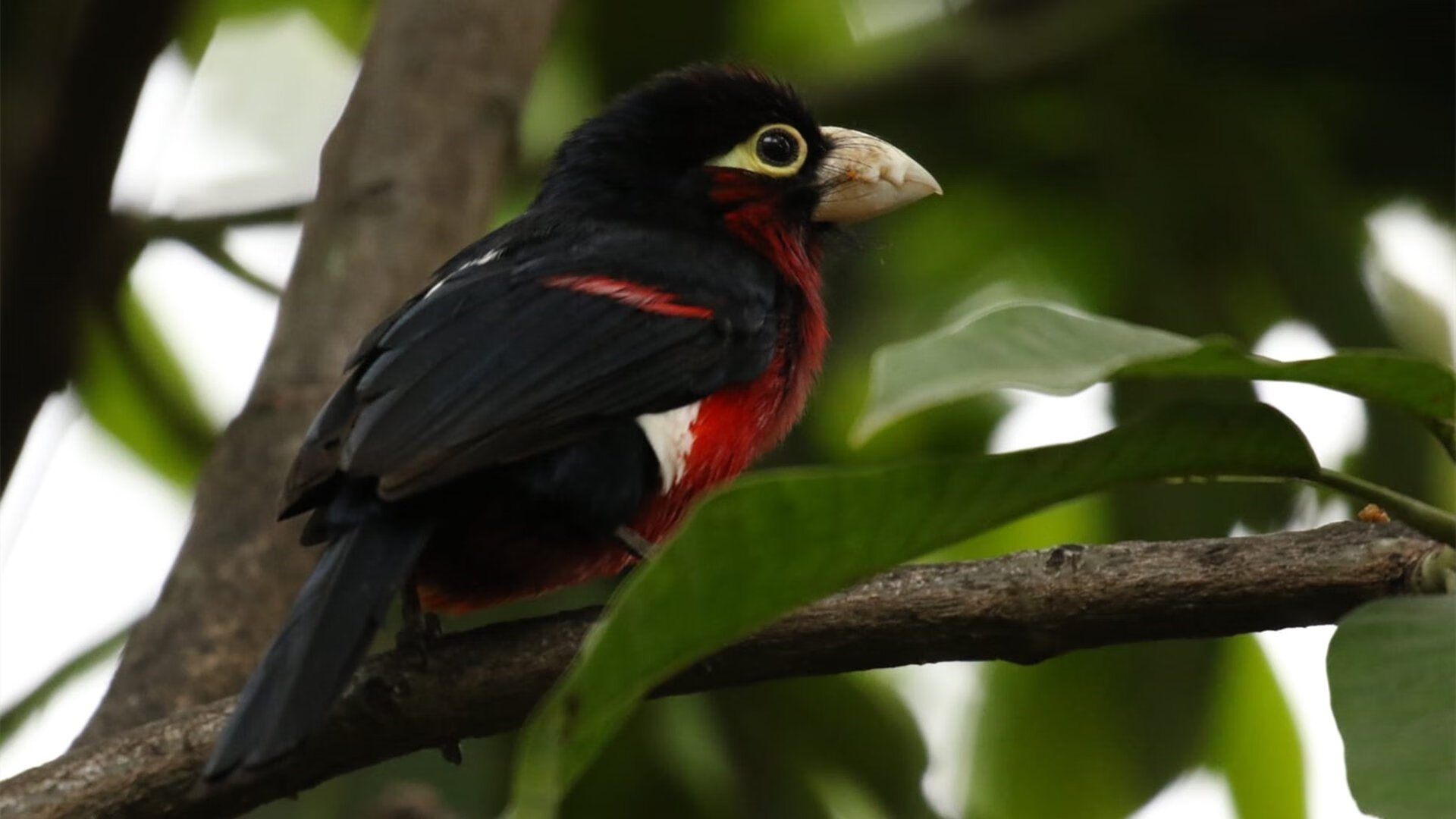 老司机进站换胎，CBA铁血换防，跨界竞技场上的唯一性对决