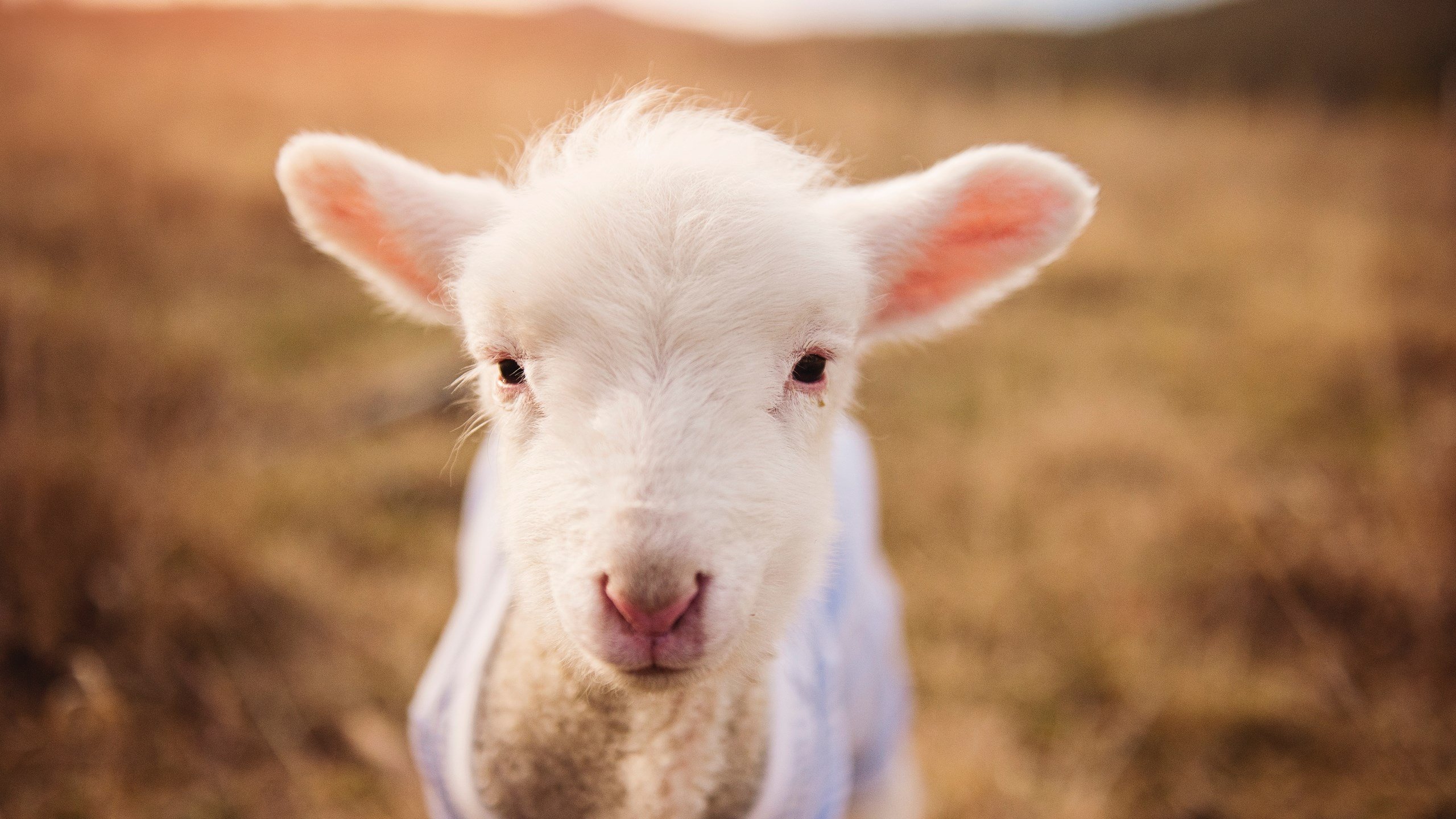 一边是悬崖,一边是星辰,荷兰女足绝处逢生,塞内加尔梦碎奥运门槛