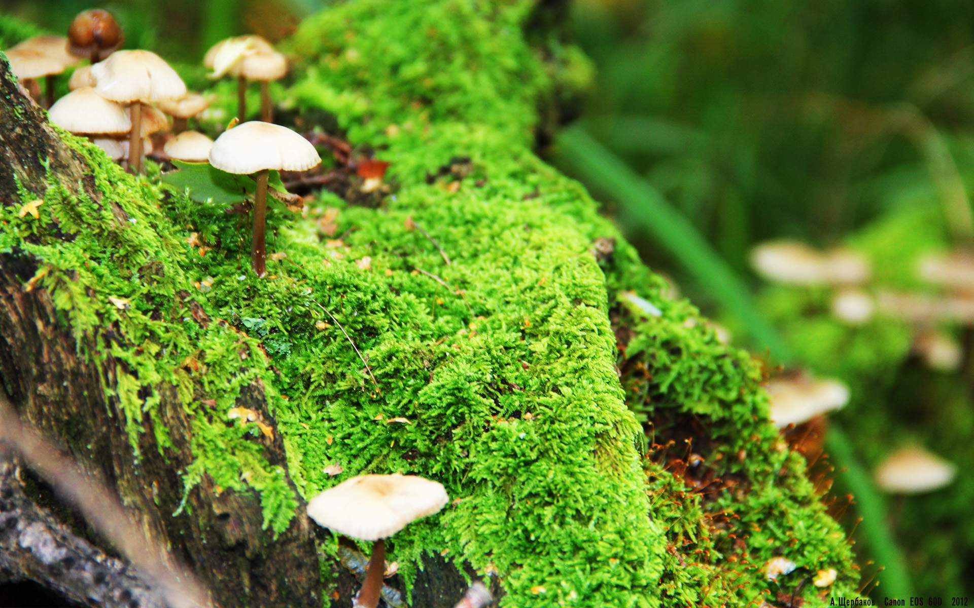 黑衣骑士,当扎克·拉文从时间裂痕中夺走爵士的荣耀